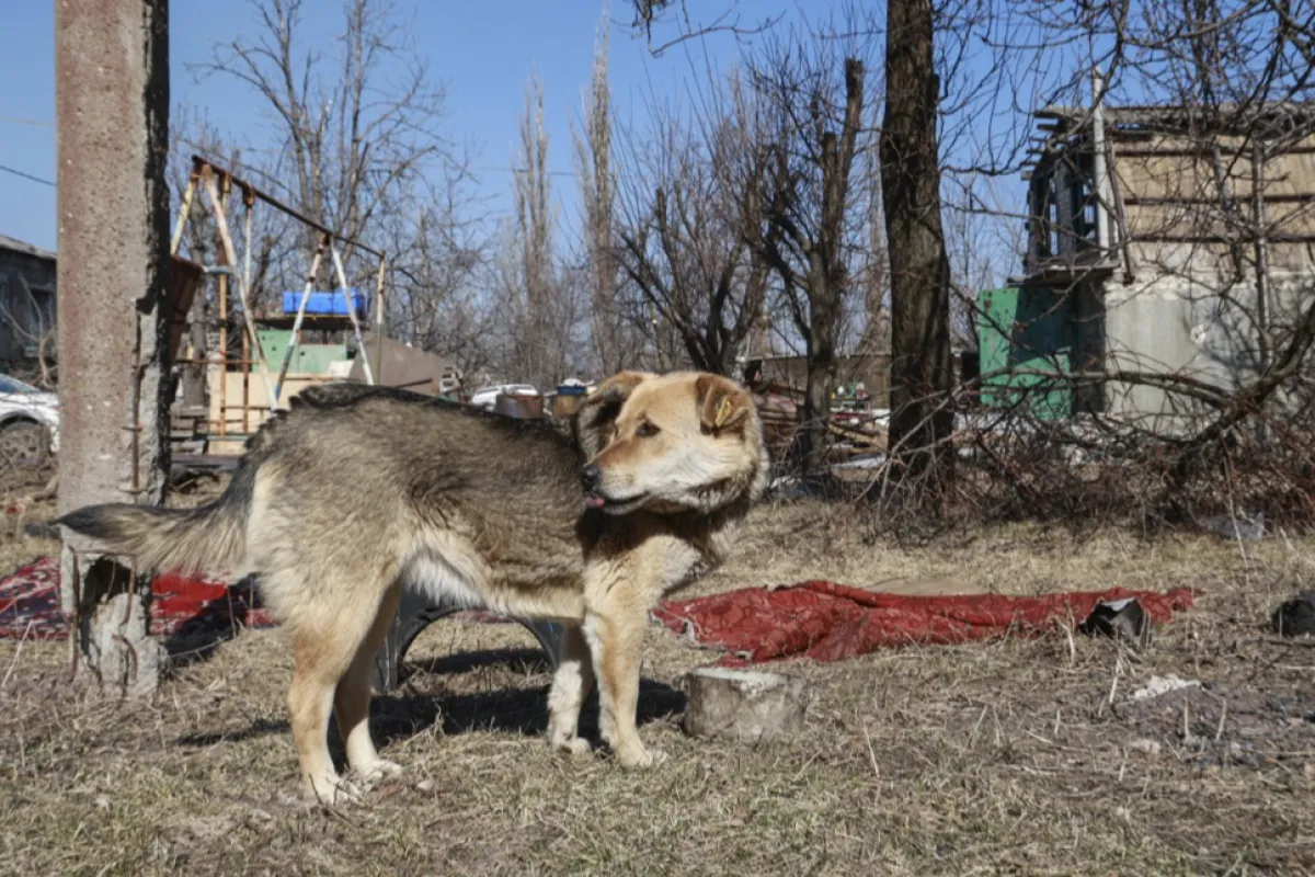 Daily life in Donetsk' Spartak settlement