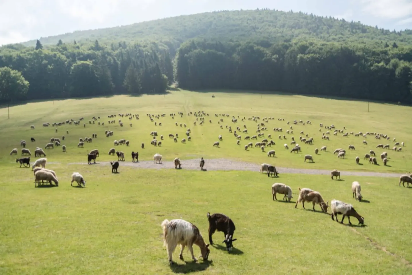 Rusia a interzis importul de ovine și caprine din România și Bulgaria