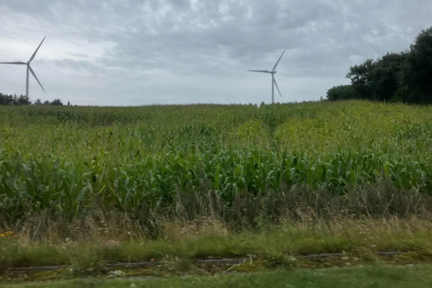 Valoarea producţiei agricole a scăzut la 100,5 miliarde de lei, în 2024