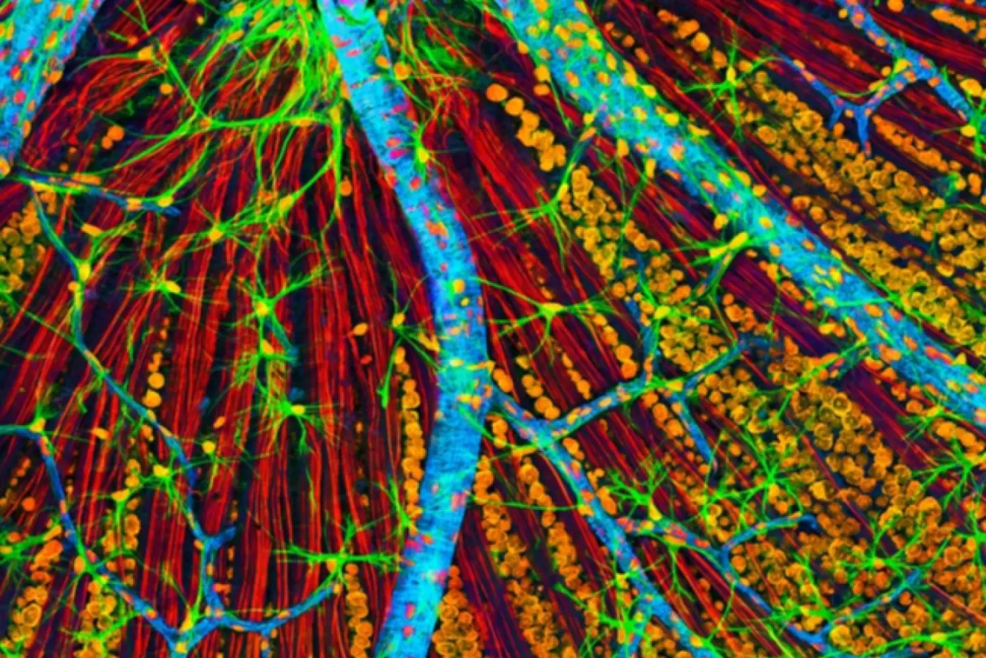 Nature: World-first: therapy to make cells young again trialled in a person