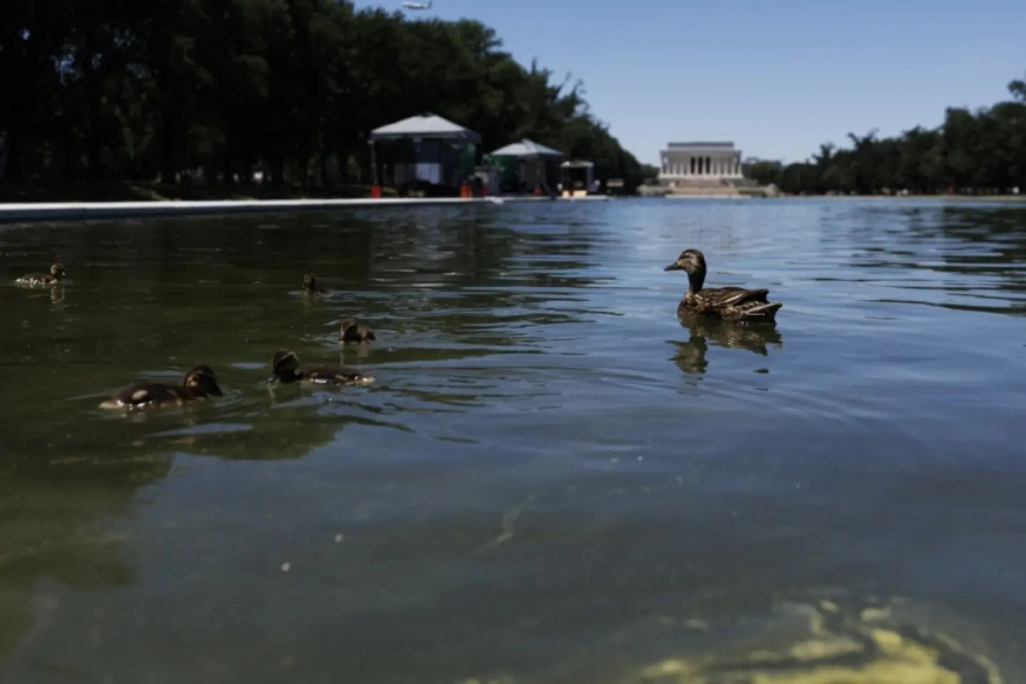 Renovarea bazinului Lincoln Memorial a fost atribuită fără licitație