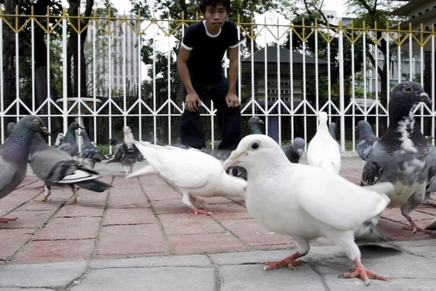 Australia confirmă primul caz de gripă aviară H5N1