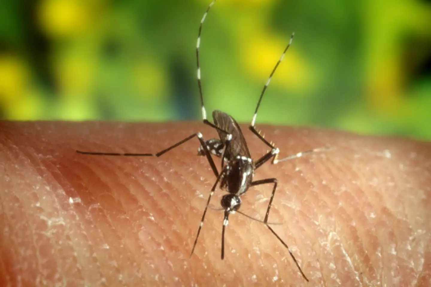 Grecia se confruntă cu o creștere a infecțiilor cu West Nile