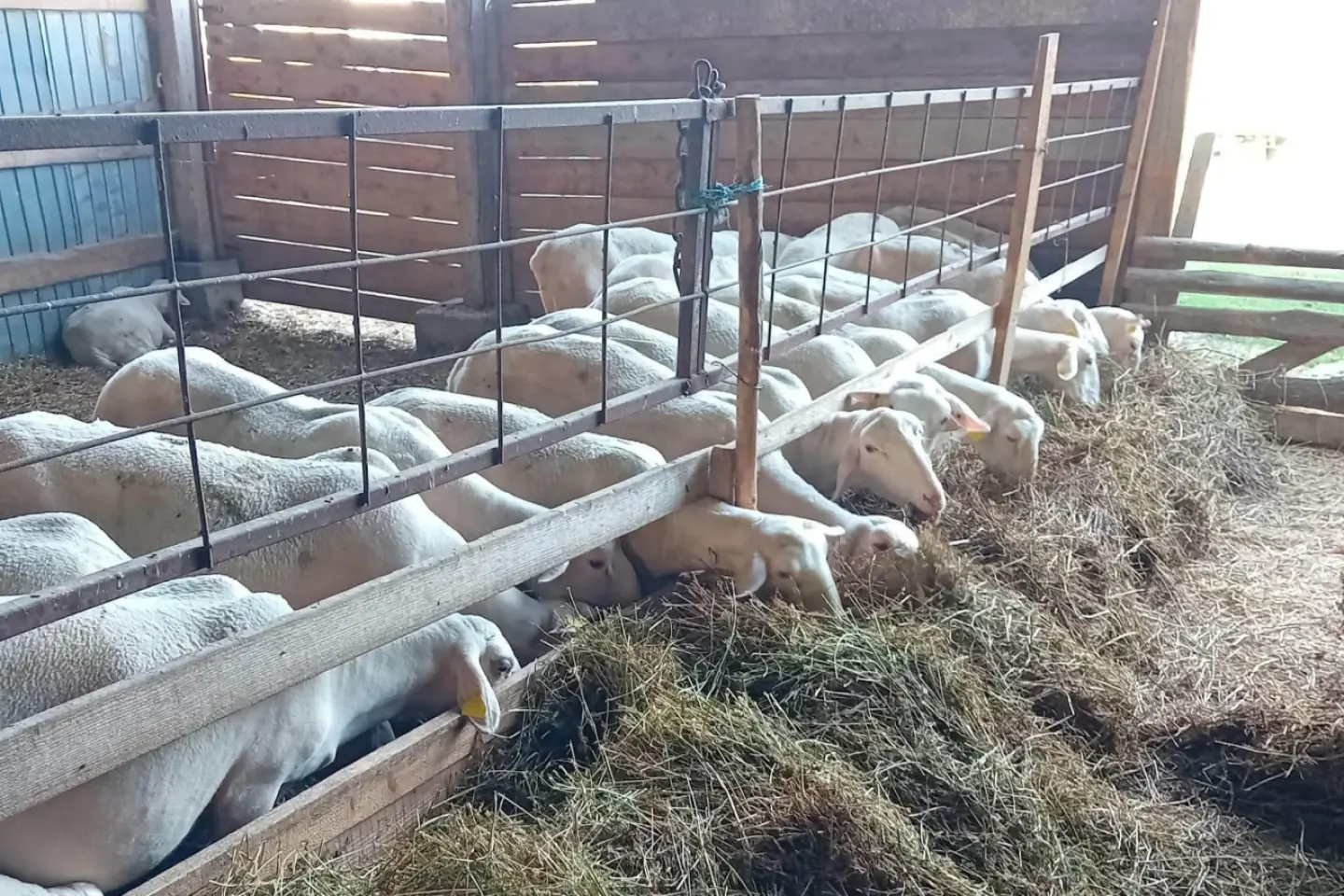 Eurodeputat român: „Exporturile de ovine din România vor fi reluate în maximum o lună”