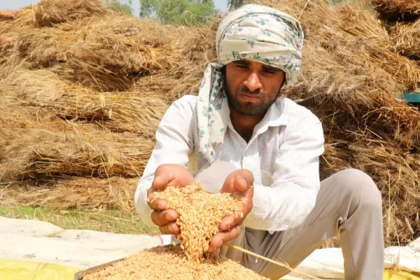 RĂZBOI ÎN UCRAINA: India interzice exportul de grâu