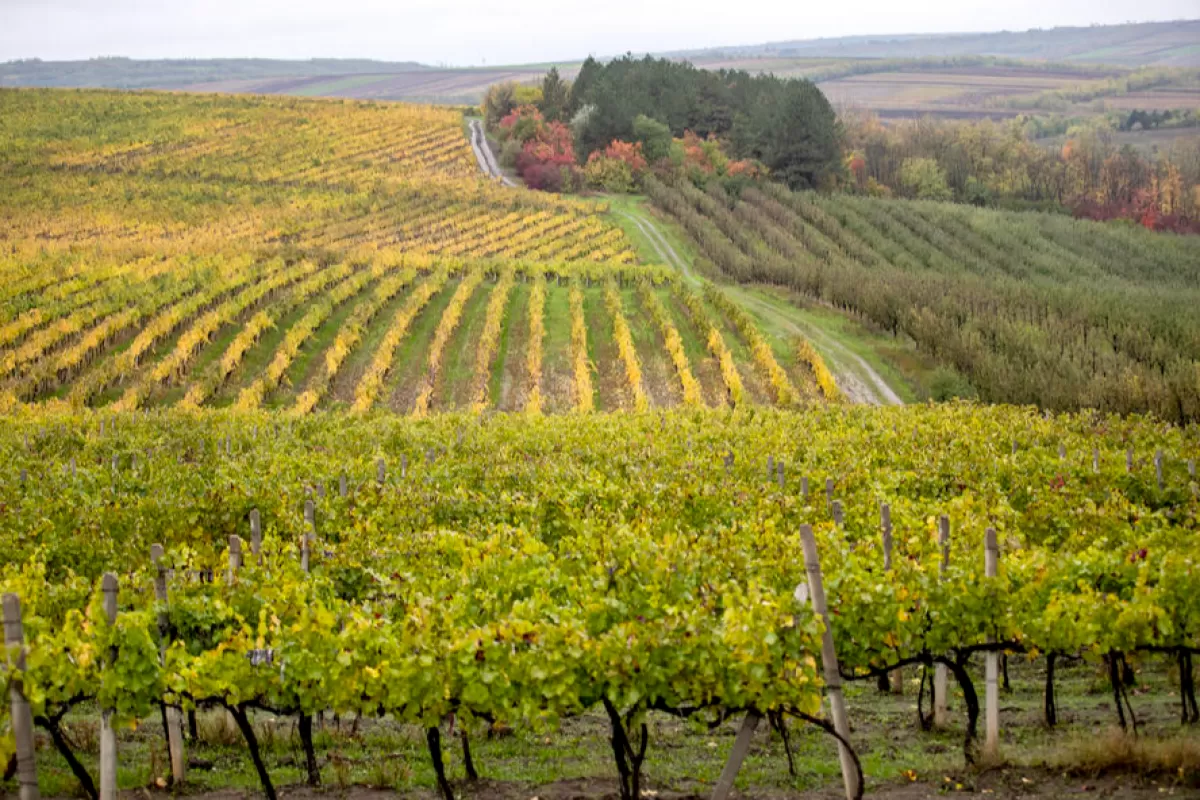 Object Name: MOLDOVA VINEYARD