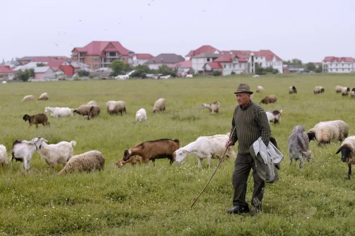 Object Name: ROMANIA ANIMALS