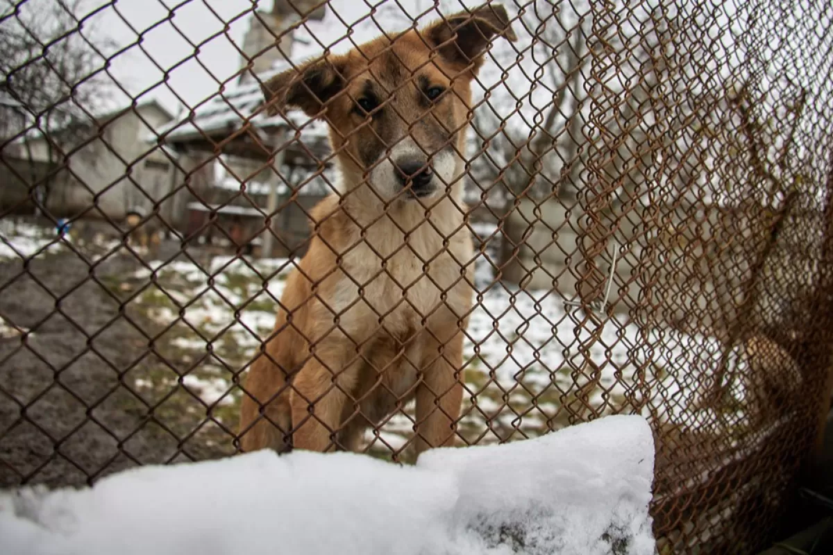 Local woman takes care of abandoned dogs in Kharkiv region