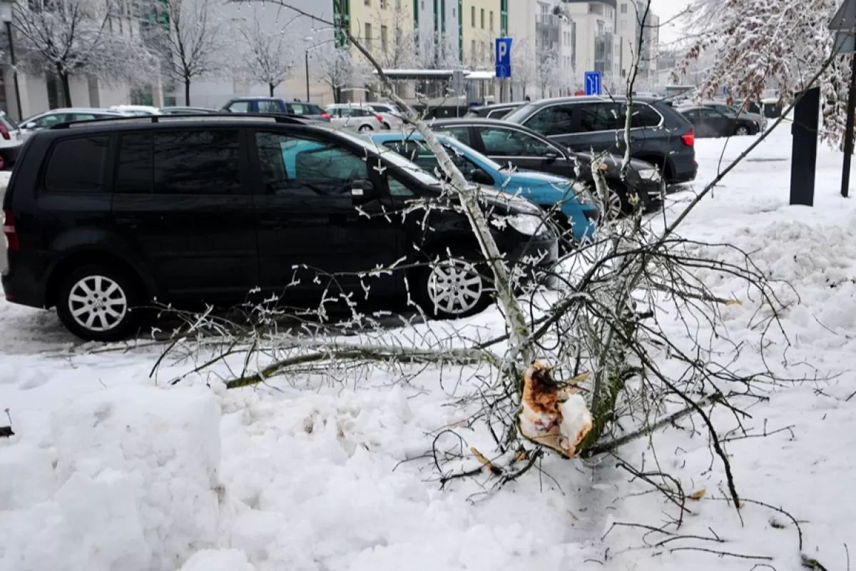 Un copac distrus se întinde pe o stradă acoperită cu zăpadă din Ljubljana, Slovenia, 5 februarie 2014. Potrivit rapoartelor din presă, zăpada și gheața au cauzat pierderi materiale estimate la milioane de euro. Se anunță mai multă ninsoare în mai multe părți ale țării.