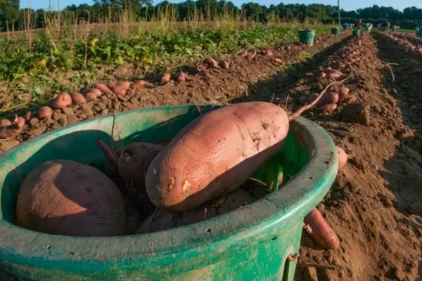 FAKE NEWS: The Ukrainian army is fed Russian-made potato mash