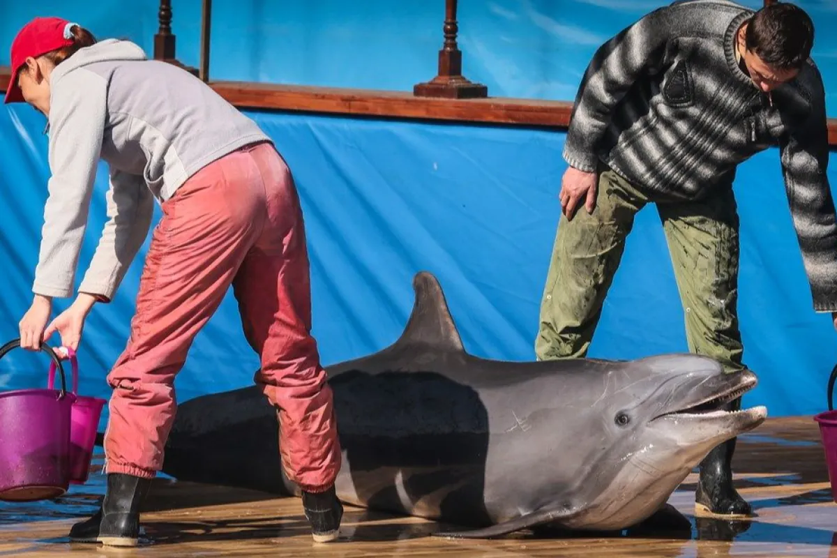 Specialiști ruși antrenează delfini, Sevastopol, Crimeea, Ucraina, 30 martie 2014.