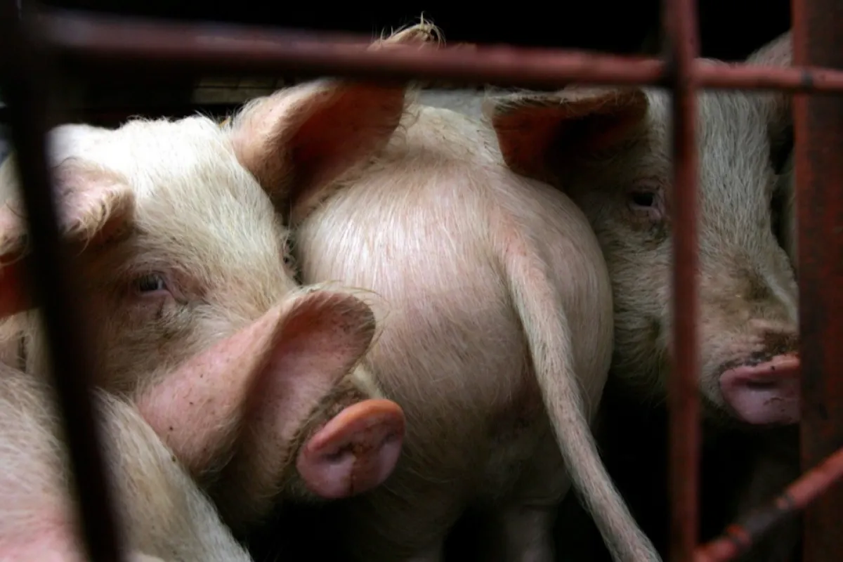 porc