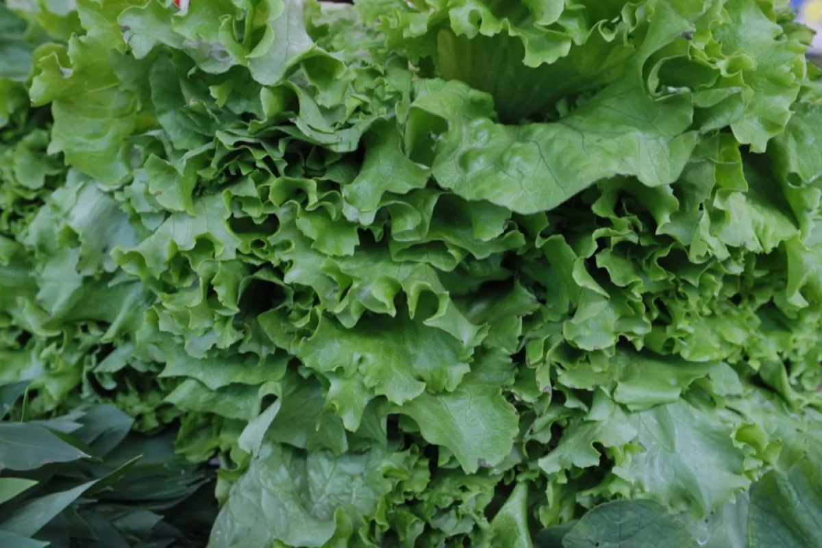 salata